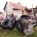 Turkeys on a Farm