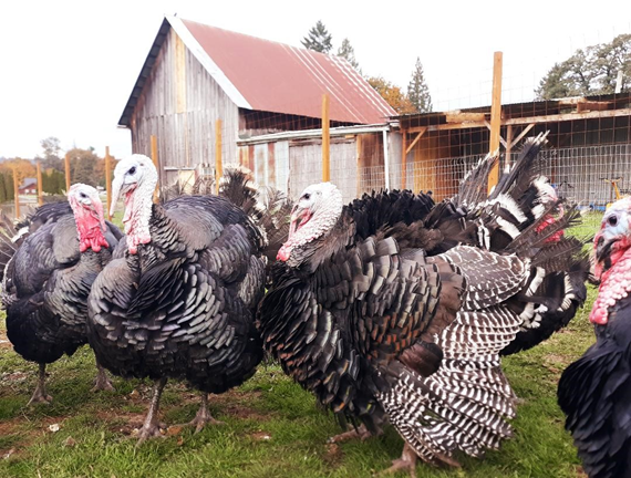 Turkeys on a Farm
